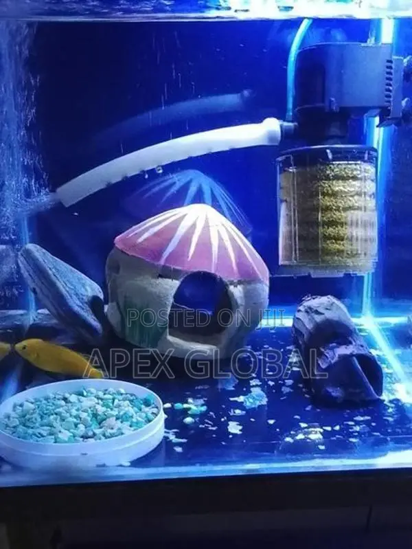 Yellow Malawi with Tank