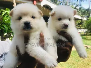 Lion Pomeranian