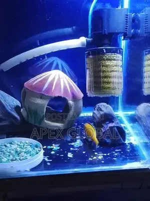Yellow Malawi with Tank