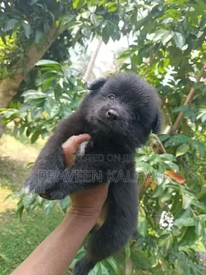 Lion Pomeranian