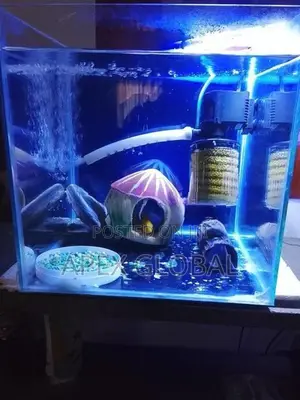 Yellow Malawi with Tank