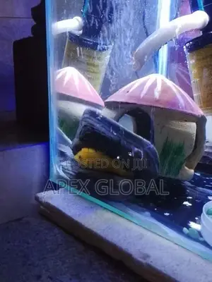 Yellow Malawi with Tank
