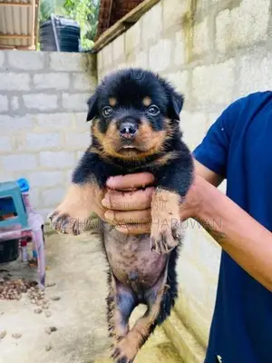 Rottweiler Puppy