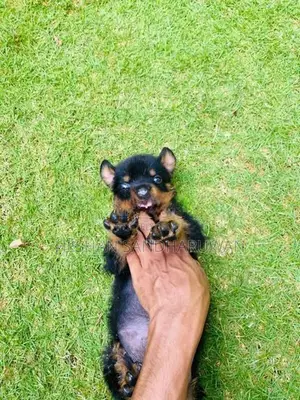 Rottweiler Puppy