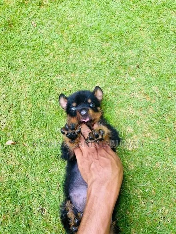 Rottweiler Puppy