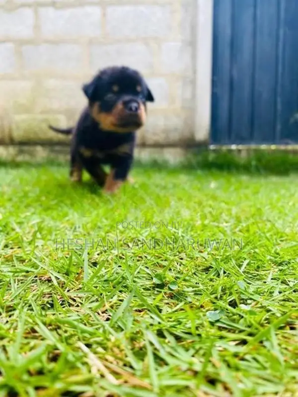 Rottweiler Puppy