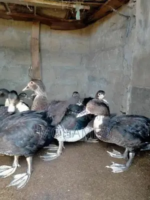 Ducks