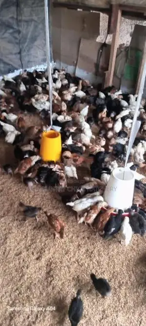 කිකිලි පැටවු