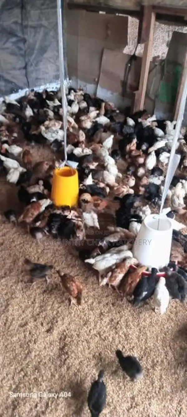 කිකිලි පැටවු