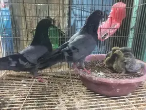 Timing Pigeon