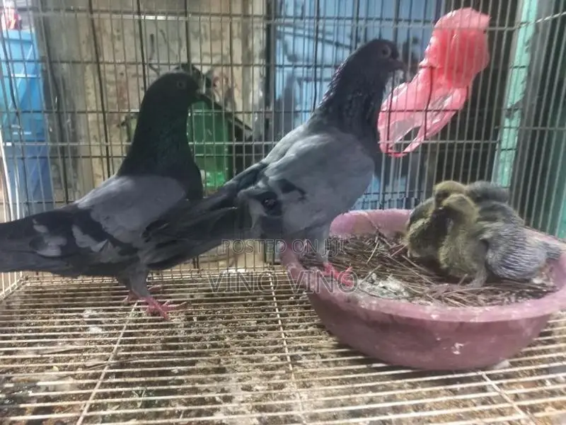 Timing Pigeon