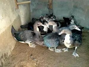 Ducks