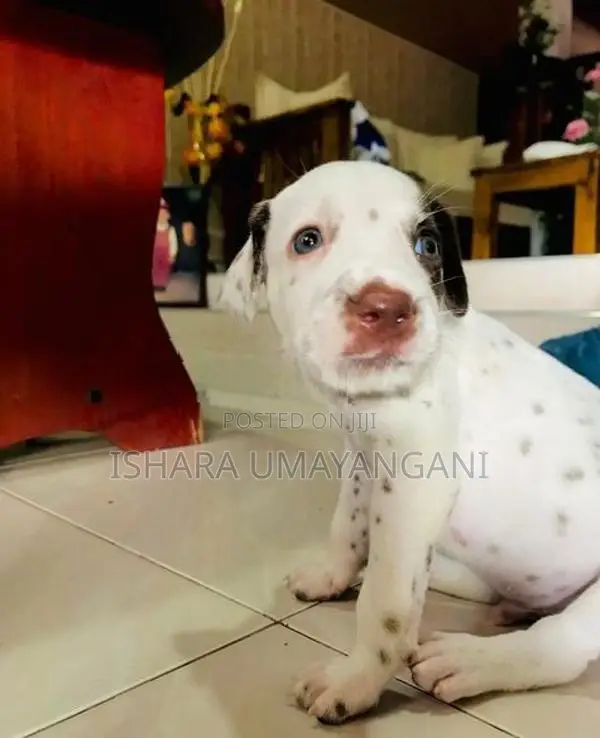 Delmation Brown Breed