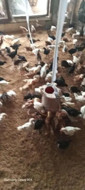 කිකිලි පැටවු