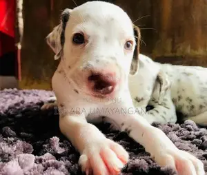 Delmation Brown Breed