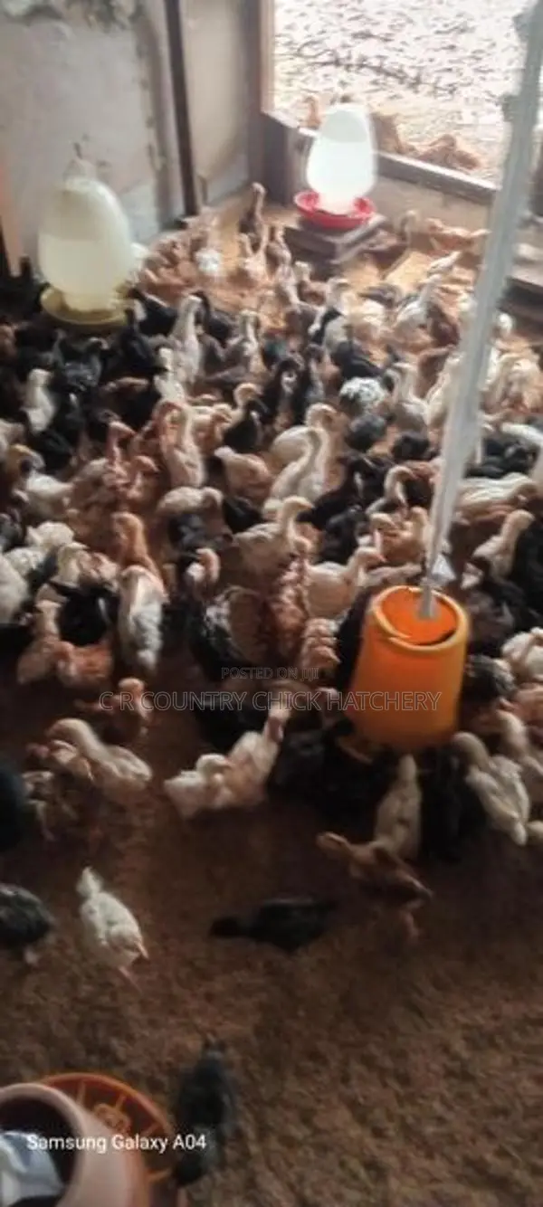 කිකිලි පැටවු