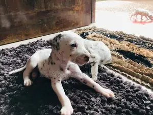 Delmation Brown Breed