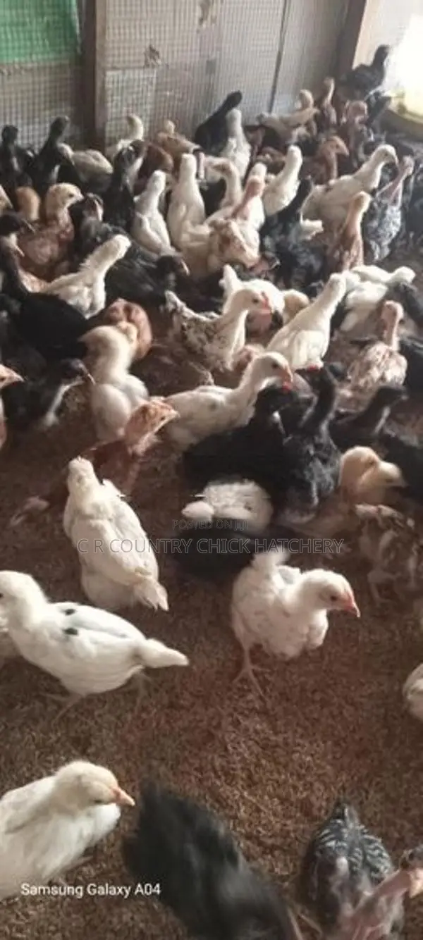 කිකිලි පැටවු