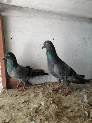 Pigeons