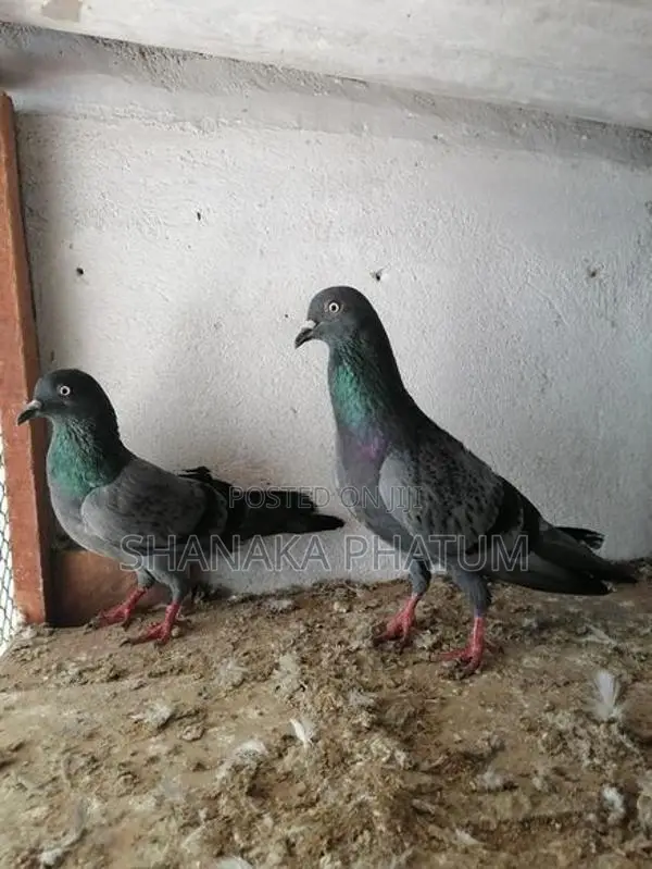 Pigeons