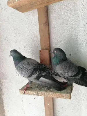 Pigeons
