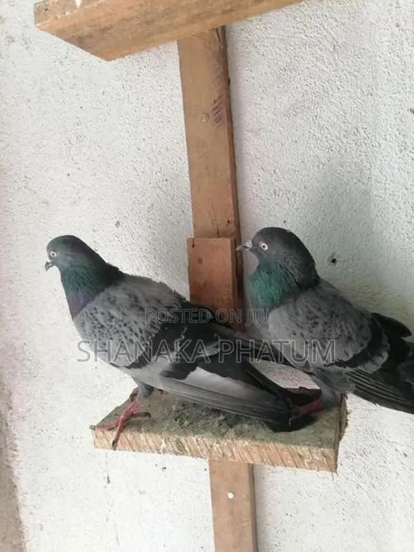 Pigeons