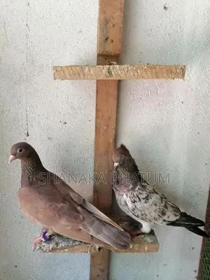 Pigeons
