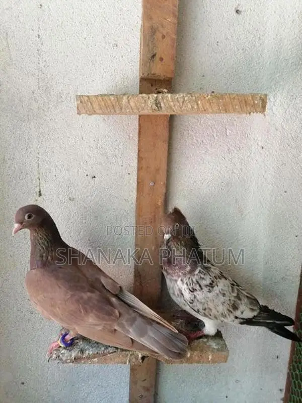 Pigeons