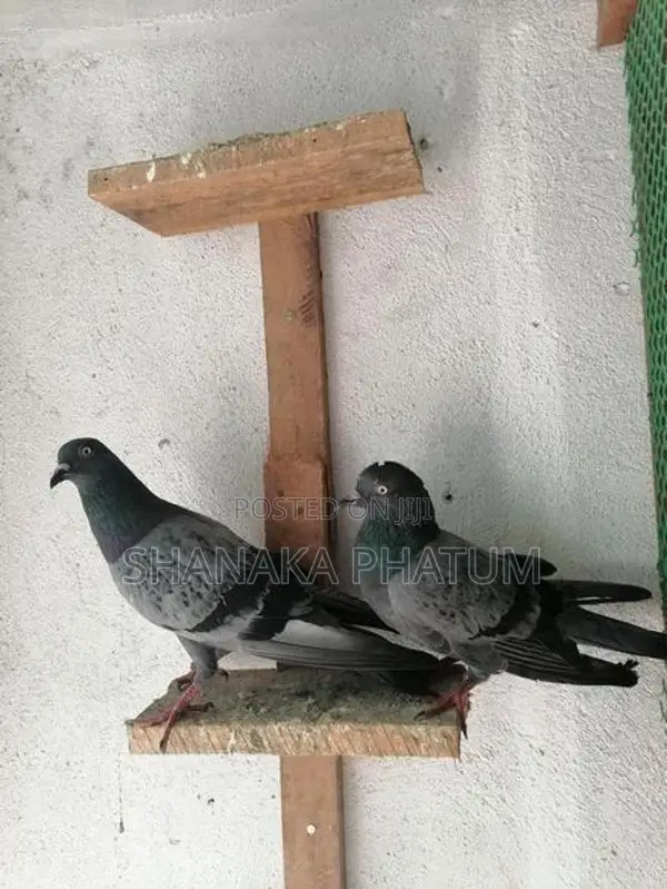 Pigeons