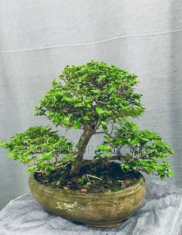 Bonsai plants