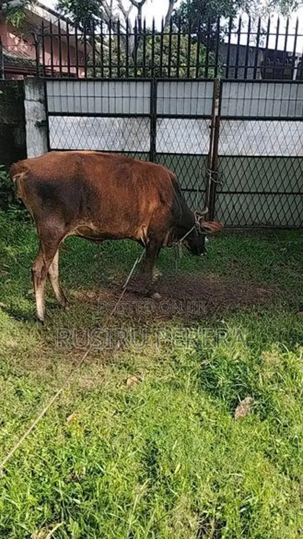 Farm Cow