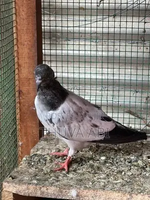 Pura Timing
