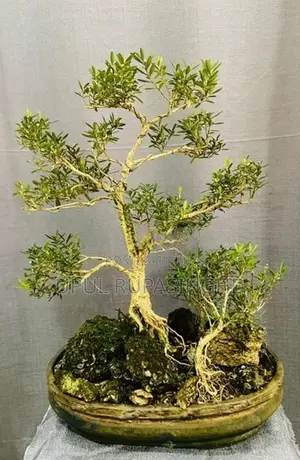 Bonsai plants