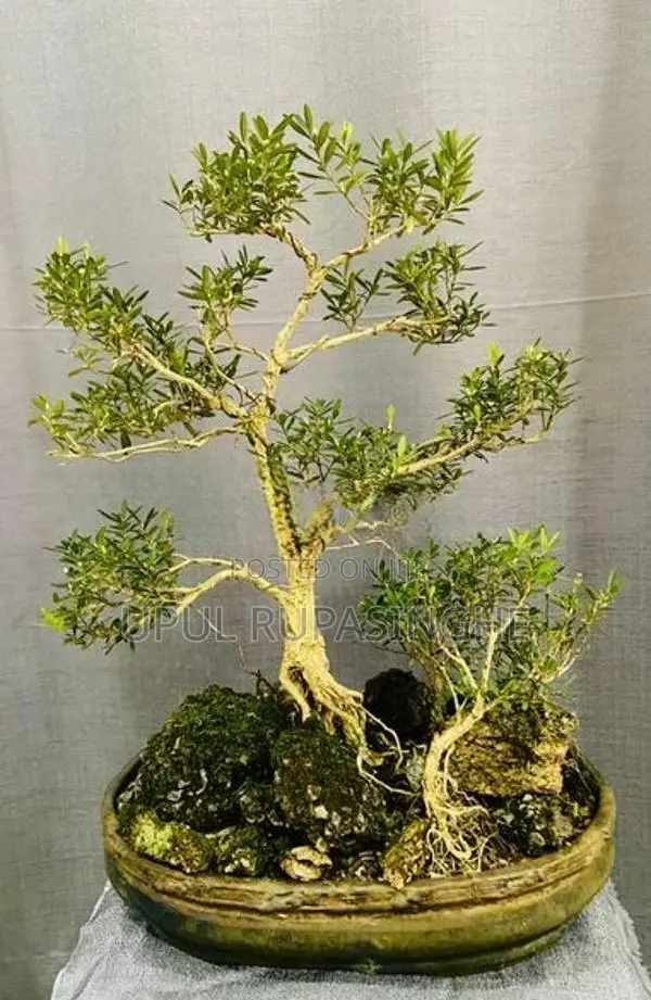 Bonsai plants