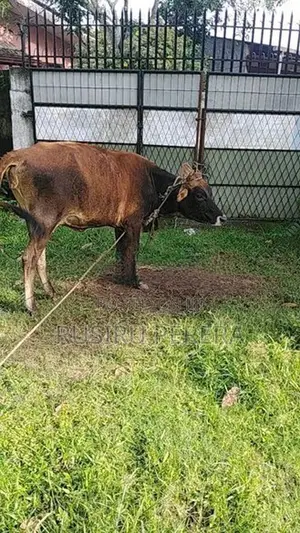 Farm Cow