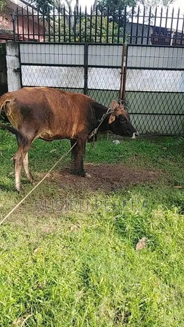 Farm Cow