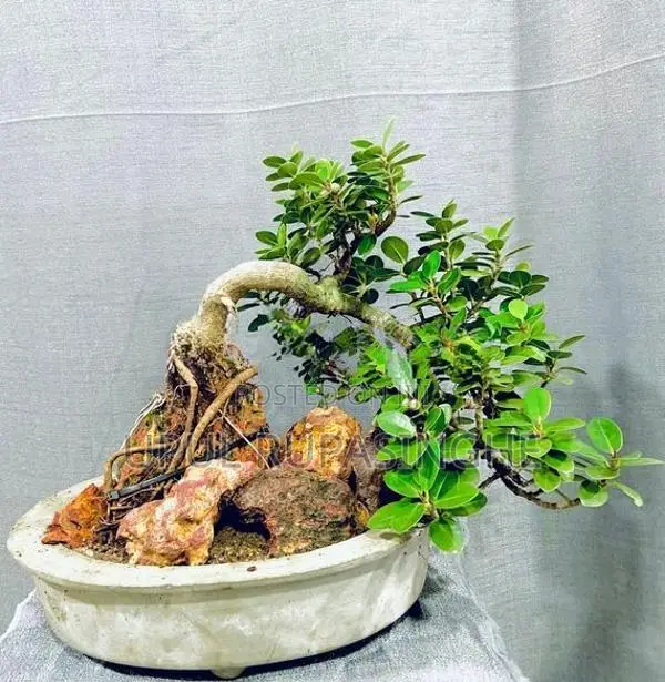 Bonsai plants