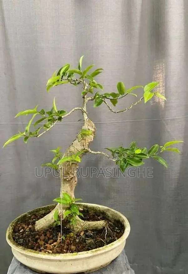 Bonsai plants