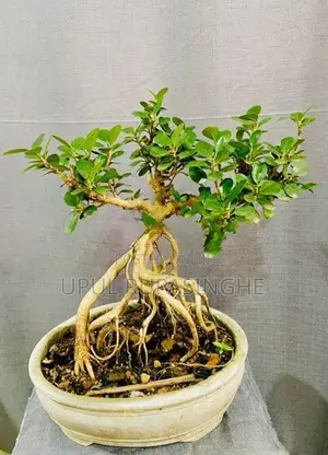 Bonsai plants