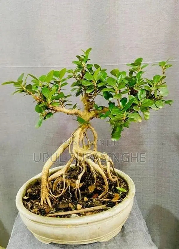 Bonsai plants