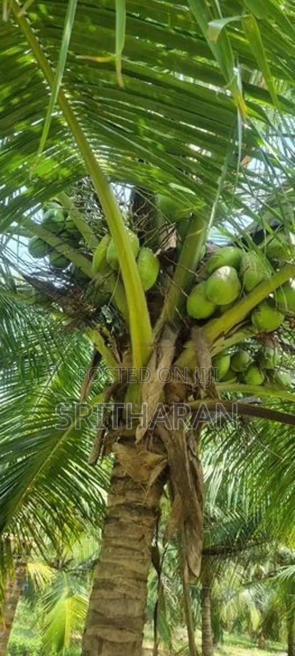 Land for Sale Batticaloa