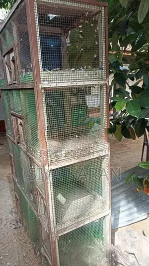 Pigeon cage