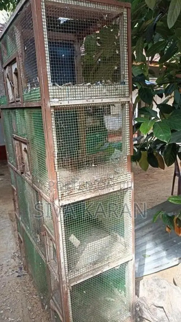 Pigeon cage