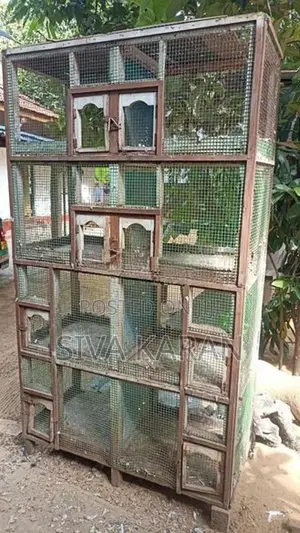 Pigeon cage