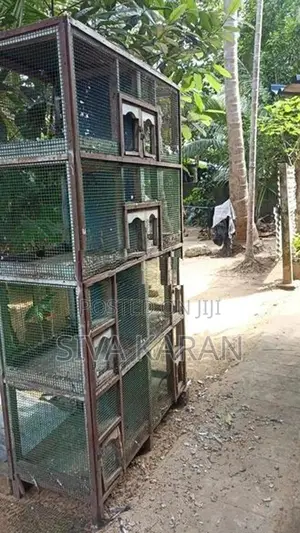 Pigeon cage