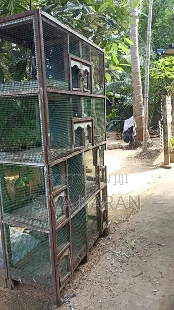 Pigeon cage
