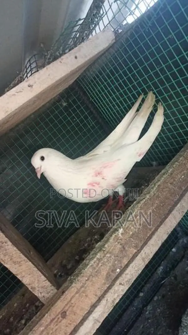 Taming Pigeon