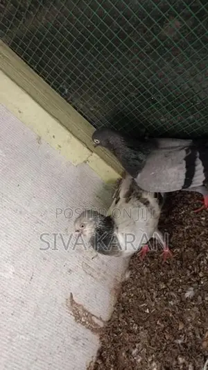 Taming Pigeon