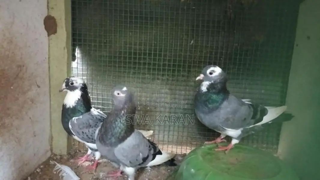 Taming Pigeon