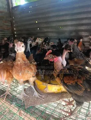 ஆரோக்கியமான நாட்டு கோழி குஞ்சுகள்